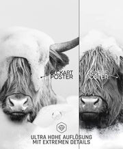 Highland Cow DUO Badezimmer Poster Set
