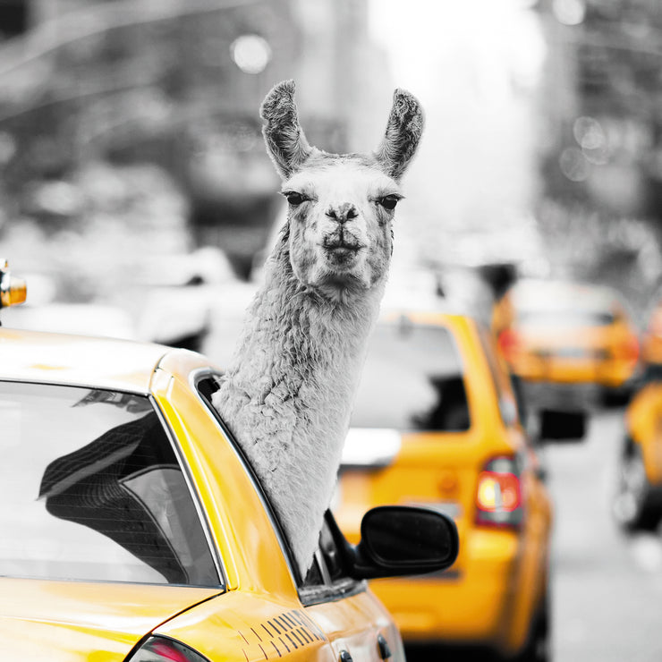 Crazy Lama in a NY Taxi Poster