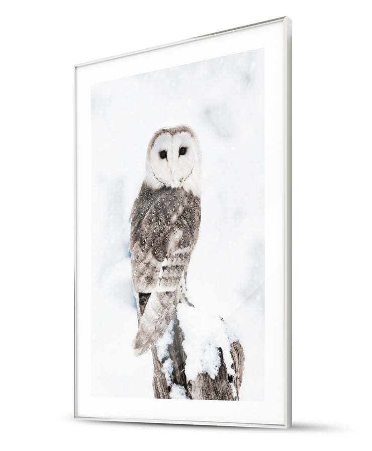 Majestic Owl & Pampas Grass Winter Poster